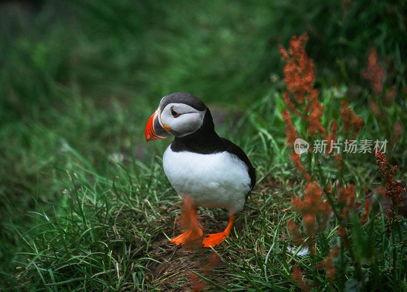 冰岛海岸悬崖上的海鹦