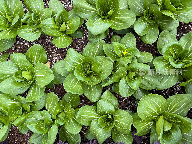 花园中的白菜植物