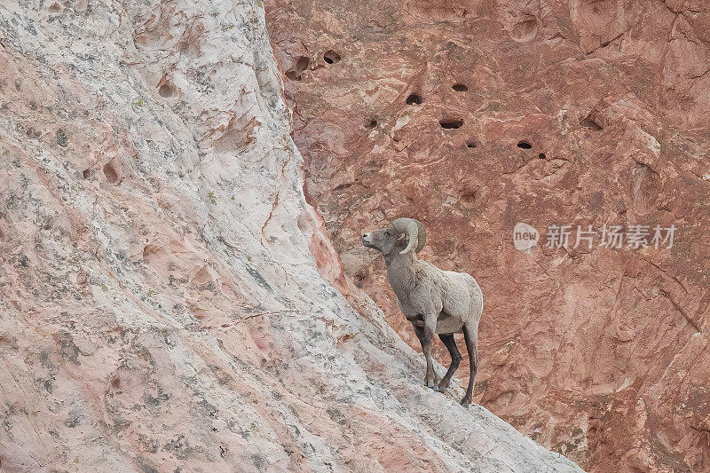 北美洲美国科罗拉多斯普林斯，大角公羊在众神花园的一块露头岩石上攀爬