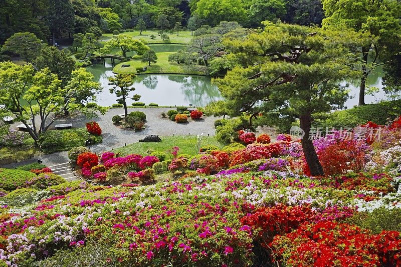 利kugien盛开的杜鹃花，日本，东京，文化，东京