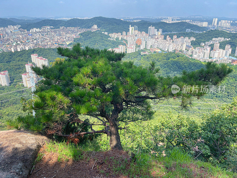 山顶上的一棵松树