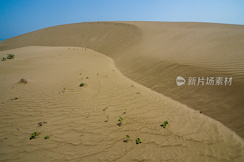 沙丘桩