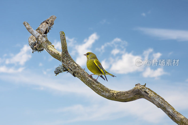 Greenfinch