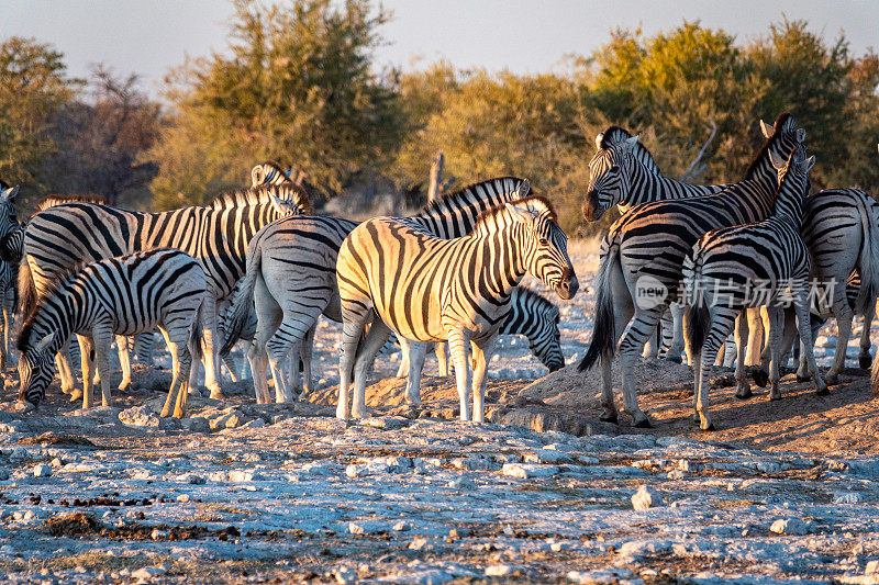 纳米比亚库内地区埃托沙国家公园的翁比卡水坑里的斑马