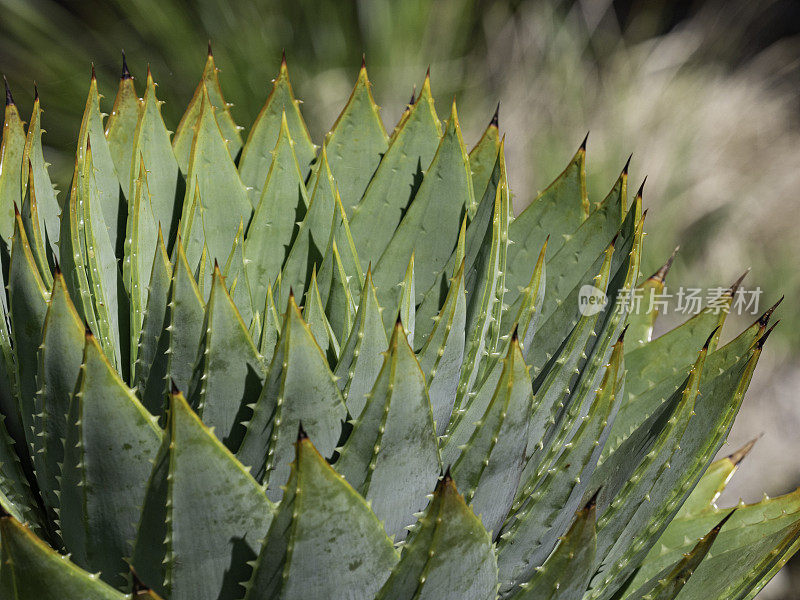 龙舌兰植物图案特写