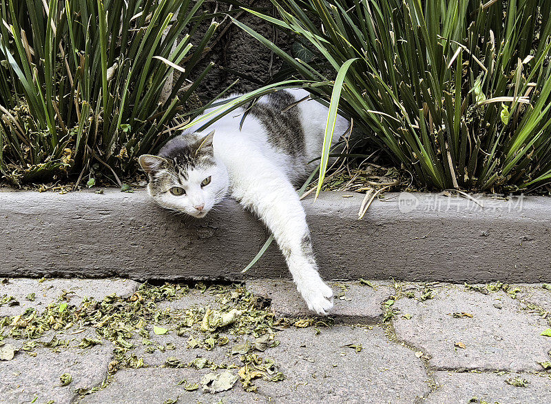 猫在花园里休息