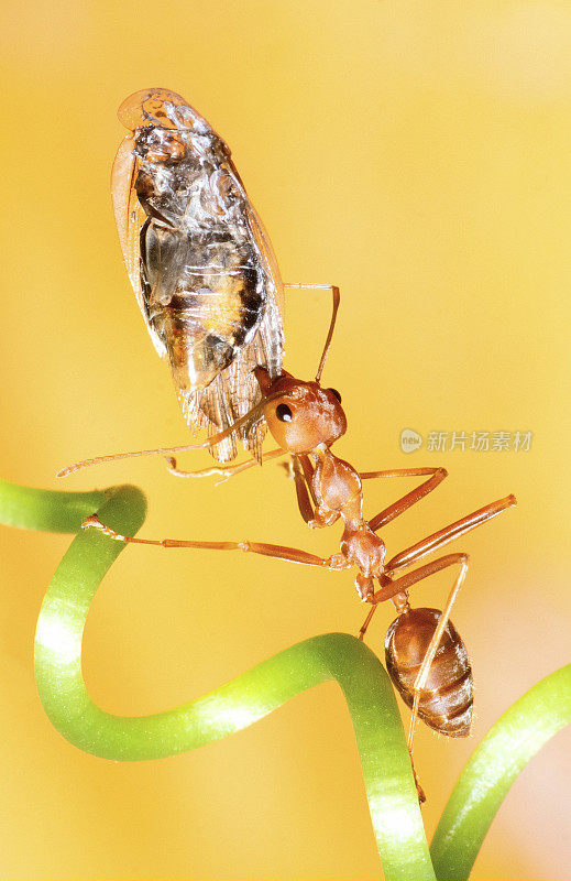 蚂蚁的下颚携带昆虫为食——动物行为。