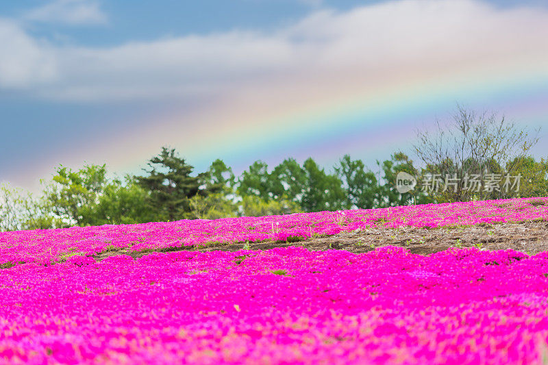 一片粉红色的花，背后有一道彩虹