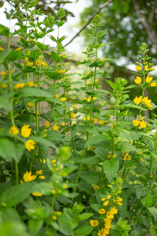 花园里的黄色松花