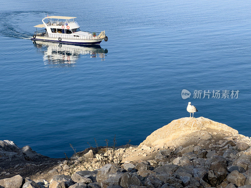 帆船和海鸥