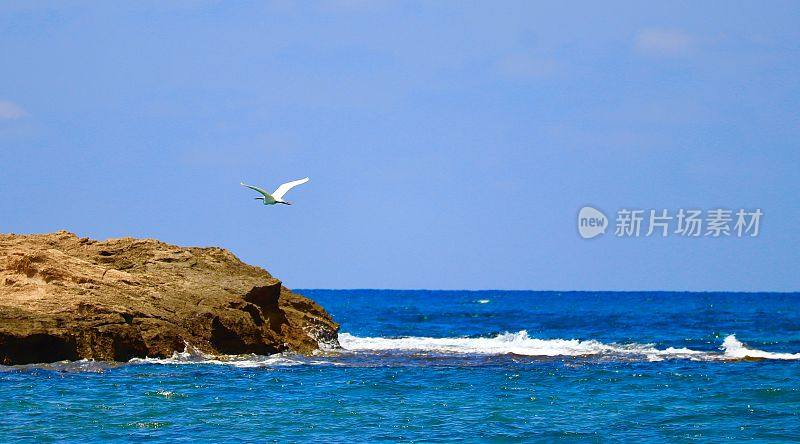 一只白鹭飞到波光粼粼的海面上的一块岩石上