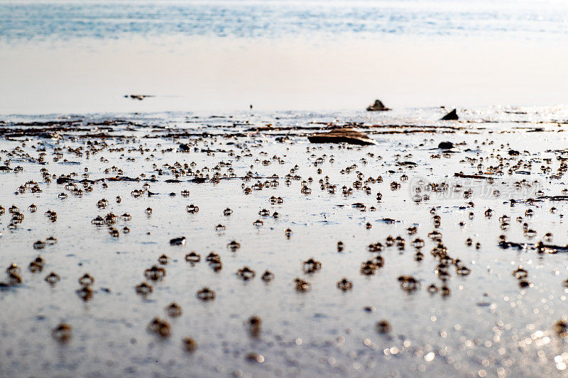 在海滩上觅食的小沙蟹