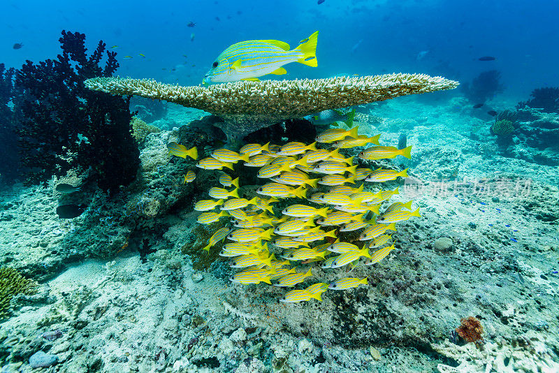 Acropora桌形珊瑚，是许多鲷鱼的好庇护所，Triton湾，印度尼西亚