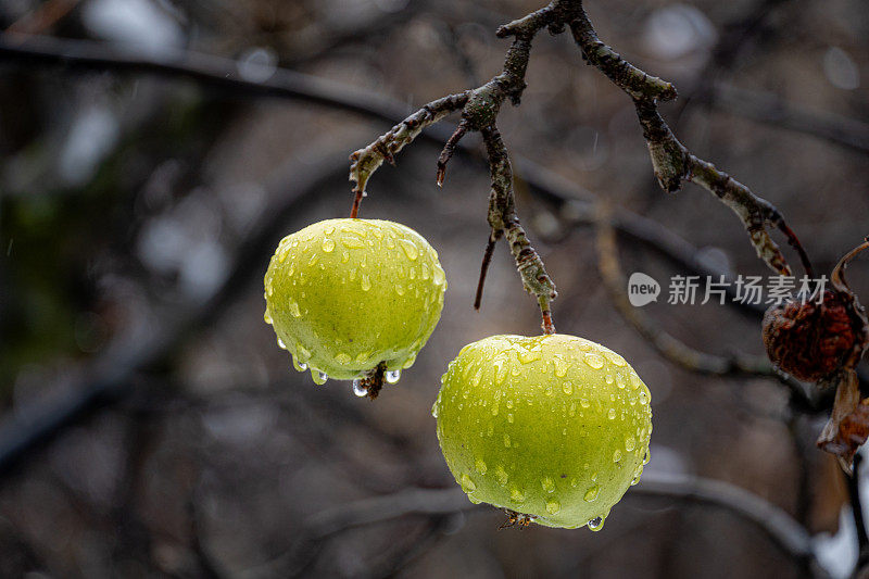 青苹果挂在树枝上