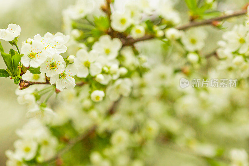 盛开的樱花。春树枝头近。自然背景。