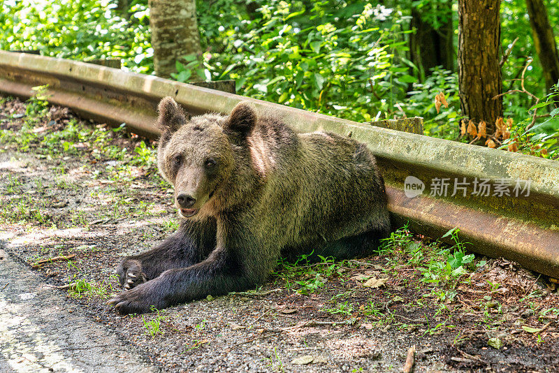 罗马尼亚的野生棕熊