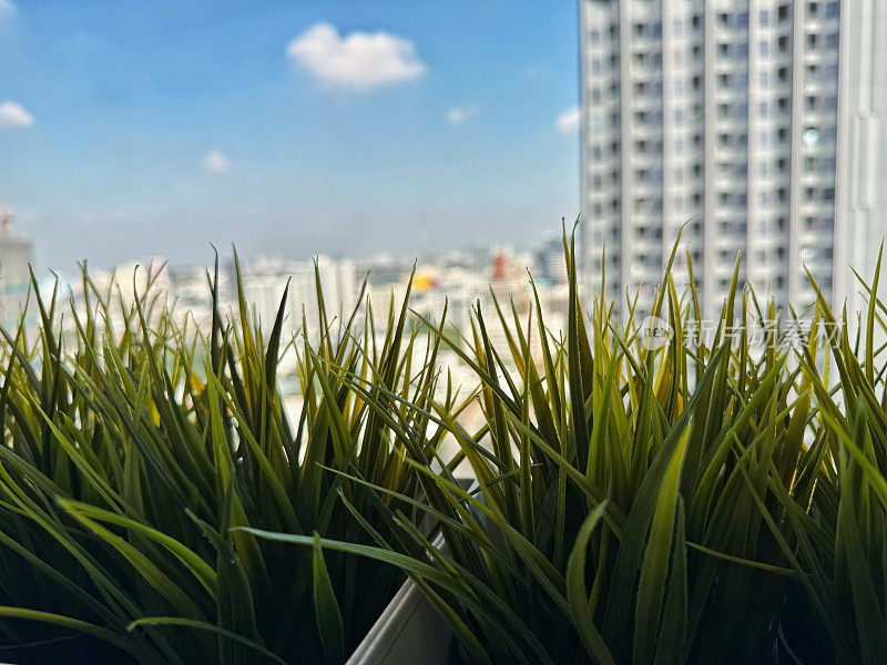模糊的城市景观从办公室的窗户看，盆栽植物绿色玻璃的前景与模糊的现代建筑的背景。晴天，窗外蓝天白云。