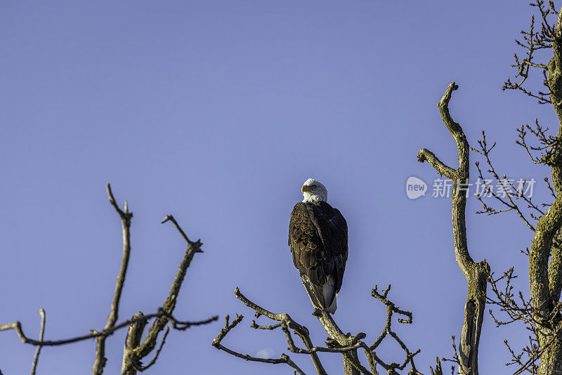 一只秃鹰栖息在树上。边界湾，三角洲，卑诗省，加拿大。