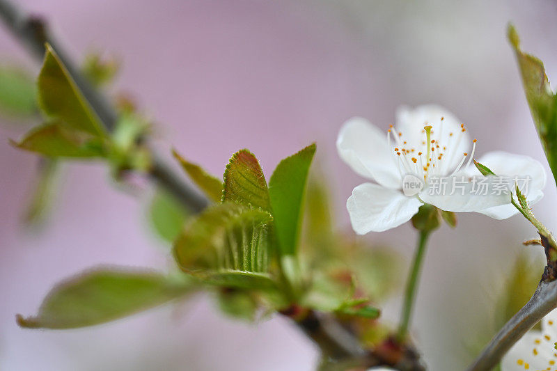 樱花