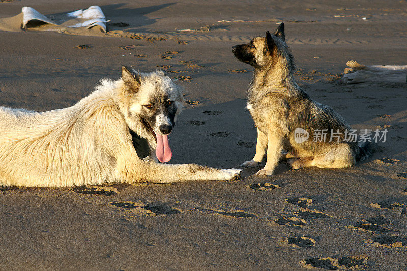 两只杂种狗在海滩的棕色沙滩上休息