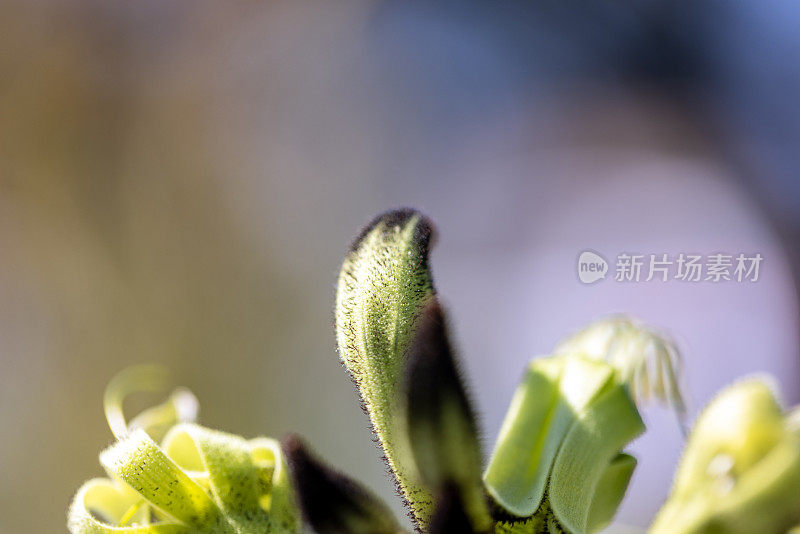 特写美丽的黑袋鼠爪在阳光下，大鳄，背景与复制空间