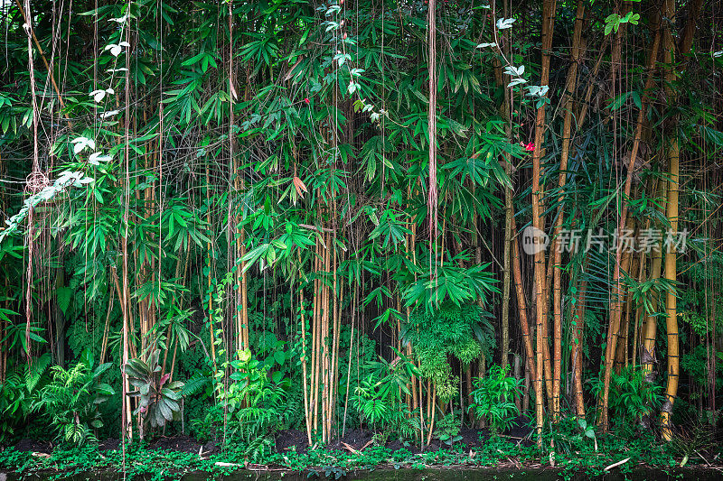 热带雨林背景。热带丛林的棕榈树、树木和植物
