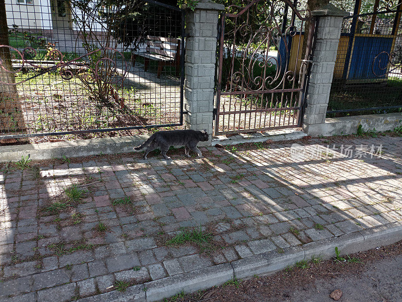 一只灰色的猫沿着鹅卵石人行道悄悄地穿过金属栅栏。一只灰色的猫走在城市的街道上。