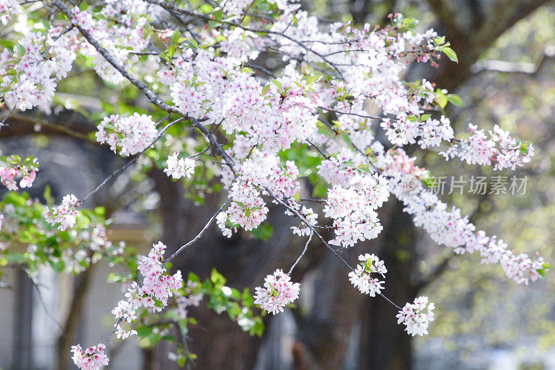 春花背景