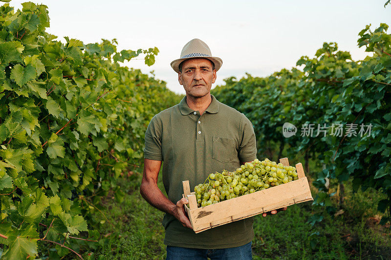 前视图年老的农民，酿酒师，工人，戴着帽子的人，手里拿着装满葡萄的箱子，很累。