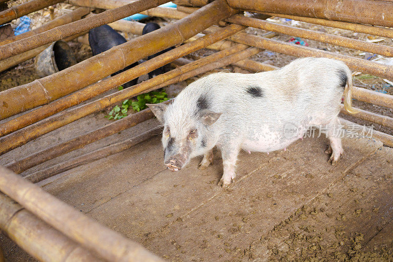 清莱省农场里的泰国猪
