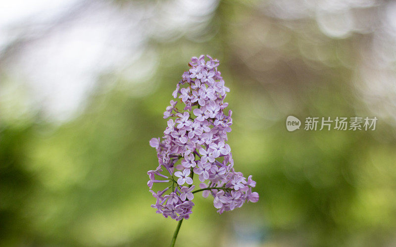 春天的大紫丁香丛。