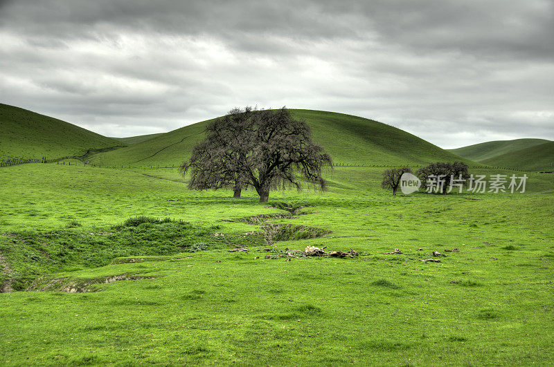 裂缝和橡树(HDR)