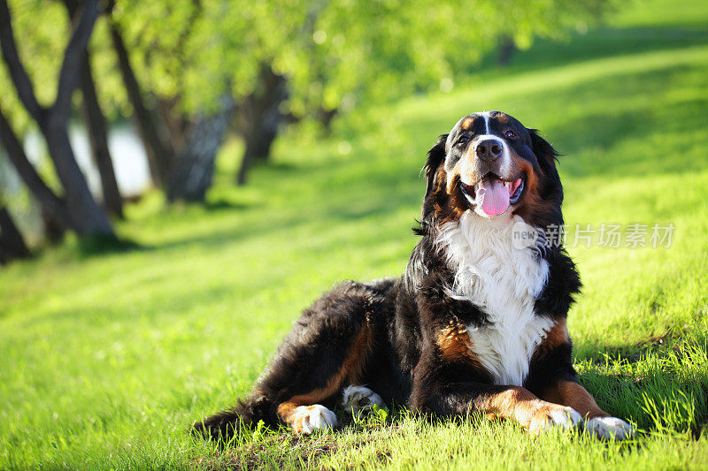 伯尔尼兹山犬