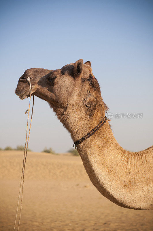 印度拉贾斯坦邦塔尔沙漠的骆驼