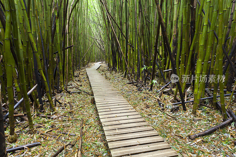 夏威夷竹林，毛伊岛