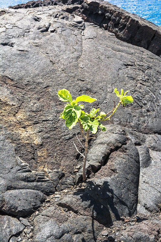 夏威夷大岛熔岩上的植物