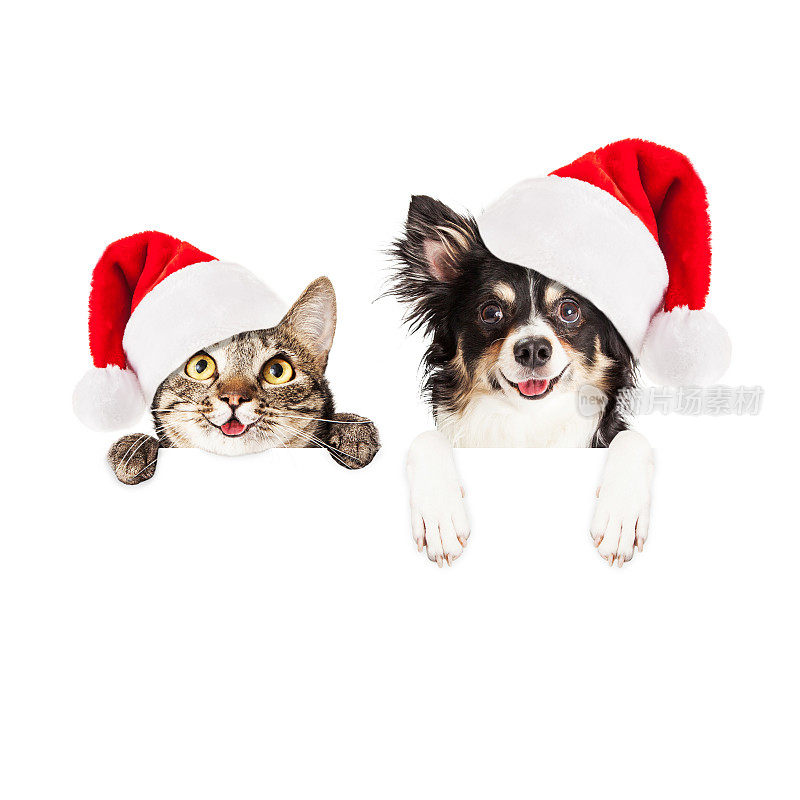 圣诞快乐，狗和猫在白色的旗帜