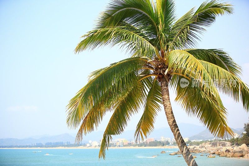 三亚海滩上的棕榈树