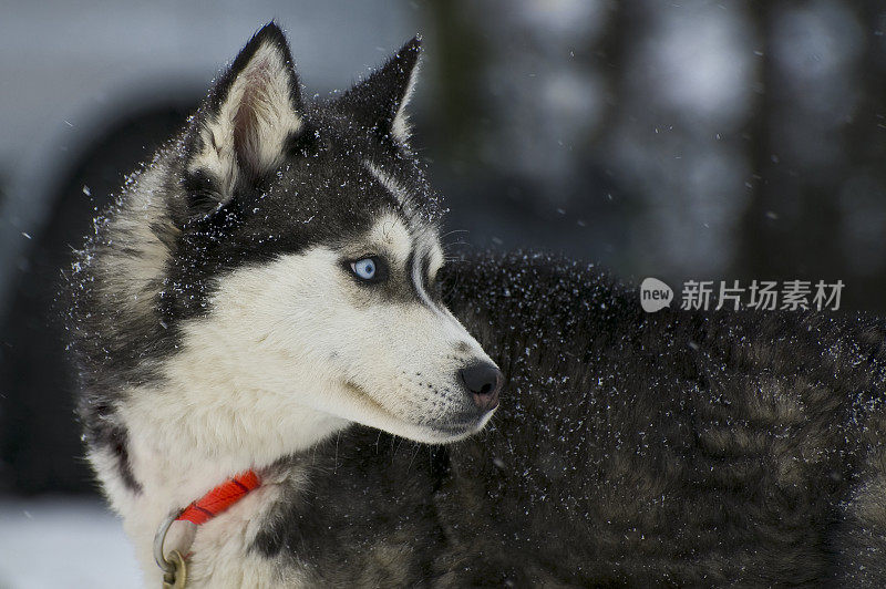 西伯利亚雪橇犬的狗