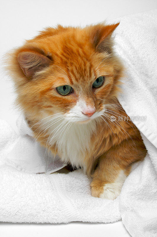 橙色的猫藏在毛巾下面(蓝色02)