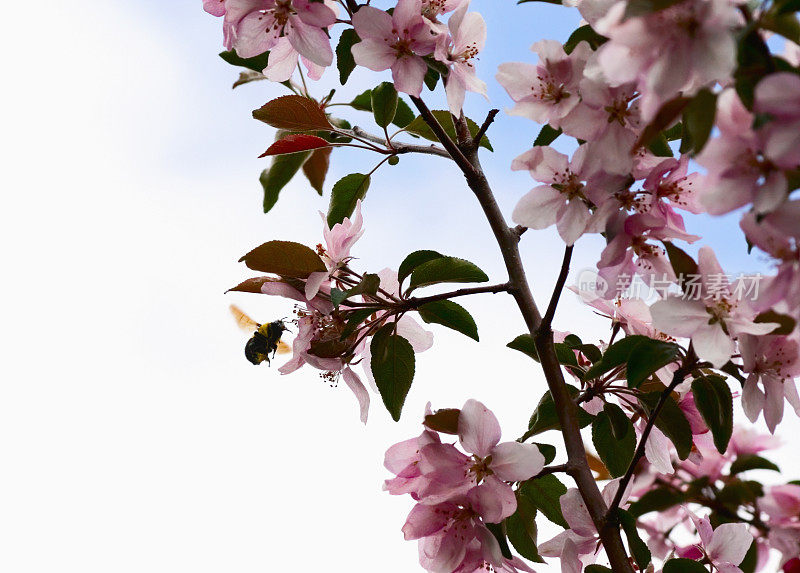 蜜蜂和花