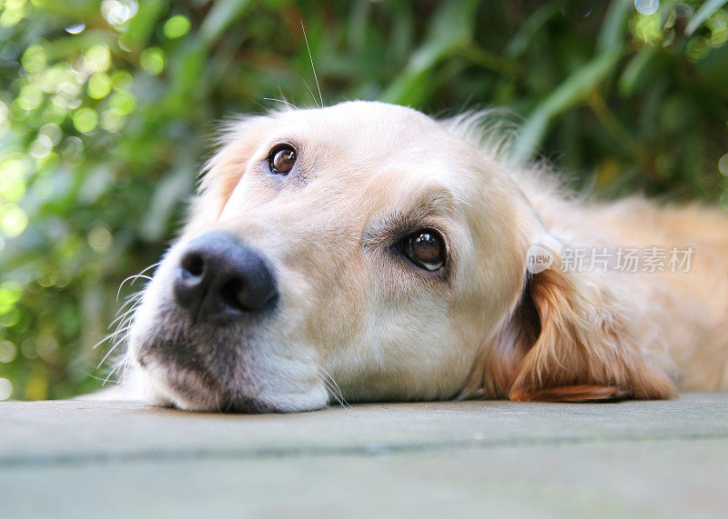 休息的金毛寻回犬