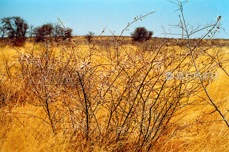 博茨瓦纳:黄草丛中的刺草丛
