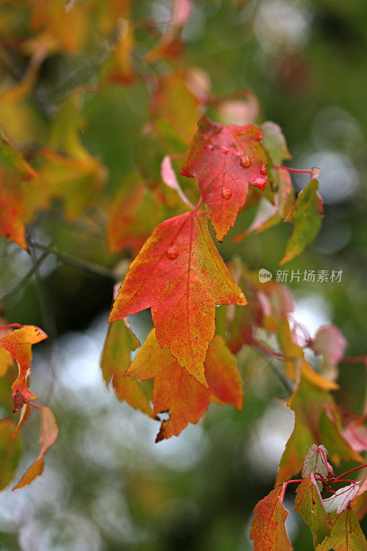 温哥华岛一棵落叶树上鲜艳的秋叶