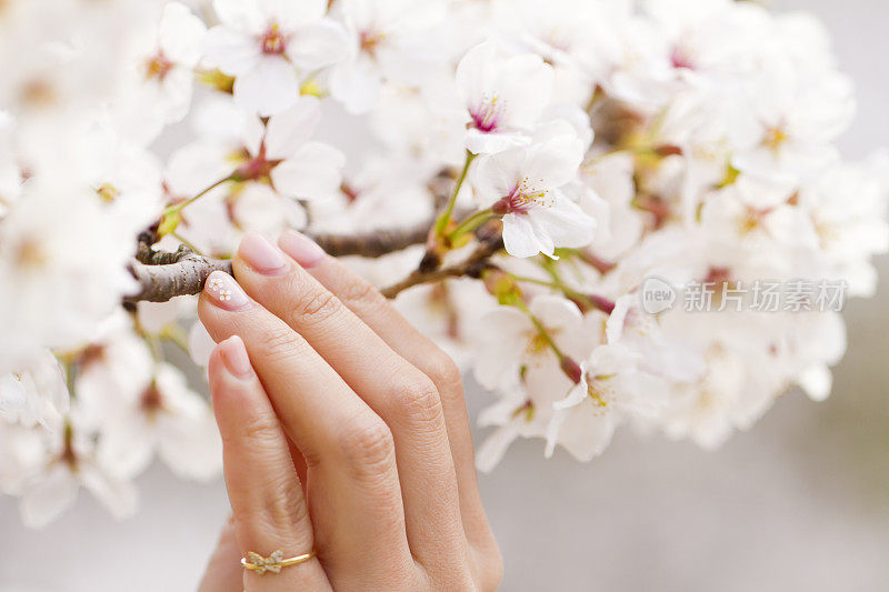 女人的手触摸樱花枝的宏图
