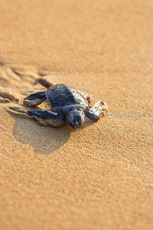 海龟在沙滩上移动