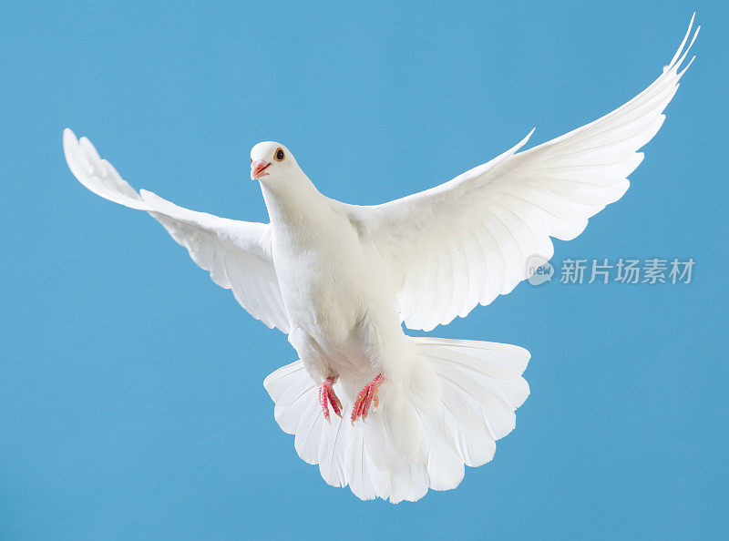 白色鸽子，展开翅膀，孤立在蓝色上