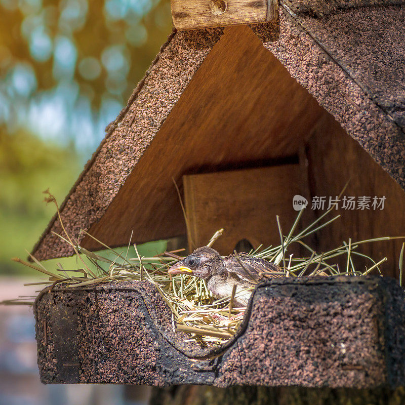 独自的小麻雀在巢里从自制的鸟笼