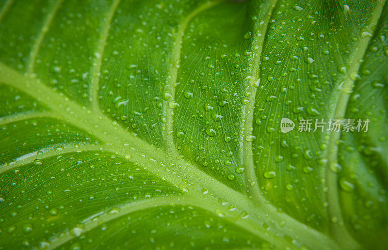 树叶上的雨