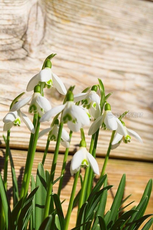 雪花莲